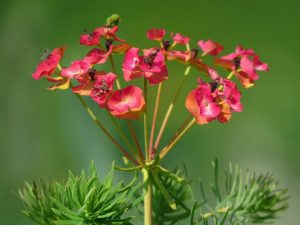 Spurge
