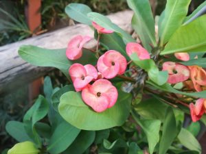 Pravidlá starostlivosti o Euphorbia