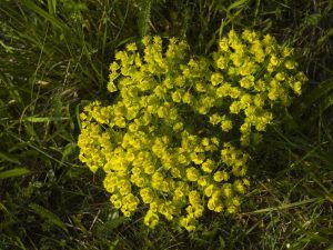 Cypress spurge
