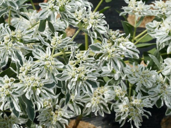 Euphorbia ohraničená