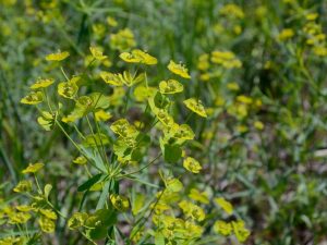 Euphorbia v tvare tyče