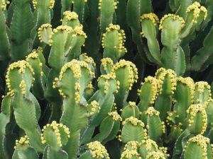 Euphorbia živicová