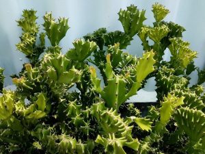 Euphorbia trojuholníková