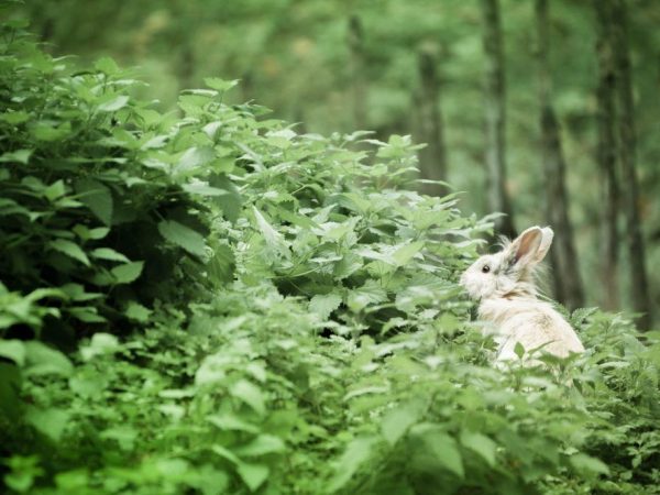 Žihľava podporuje rast a vývoj králikov