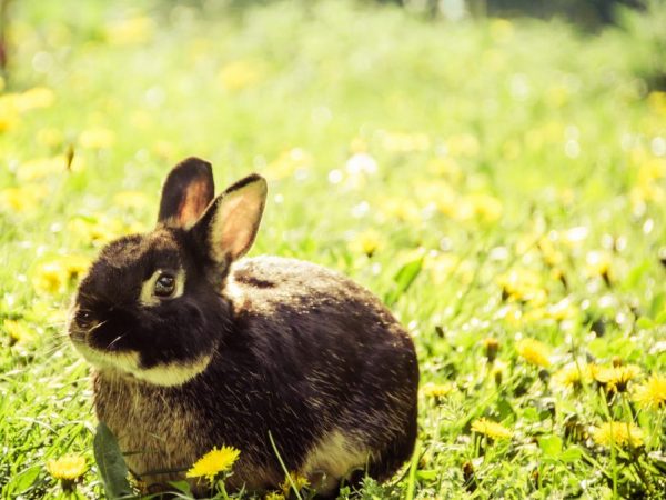 Zadné alebo predné končatiny králika zlyhali