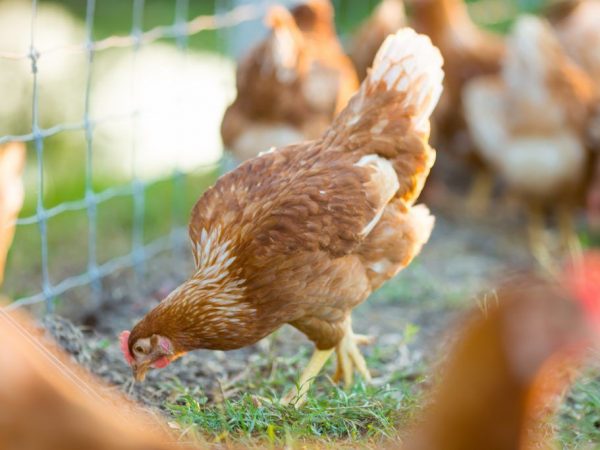Pasteurelóza u kurčiat
