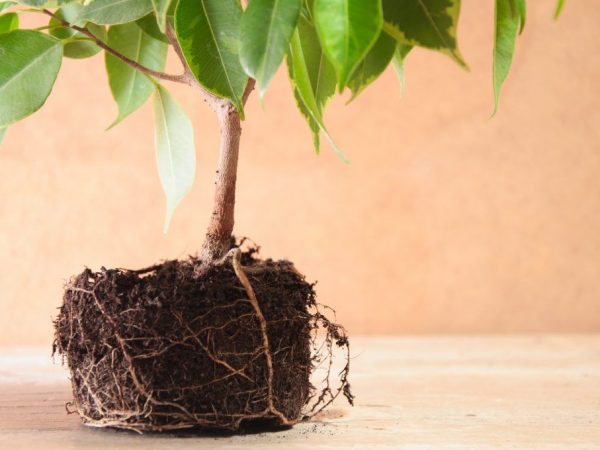 Transplantácia Ficusa Benjamina doma