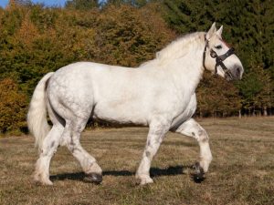 Konské plemeno Percheron