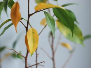 Príčiny žltnutia listov Ficus a metódy eliminácie problému