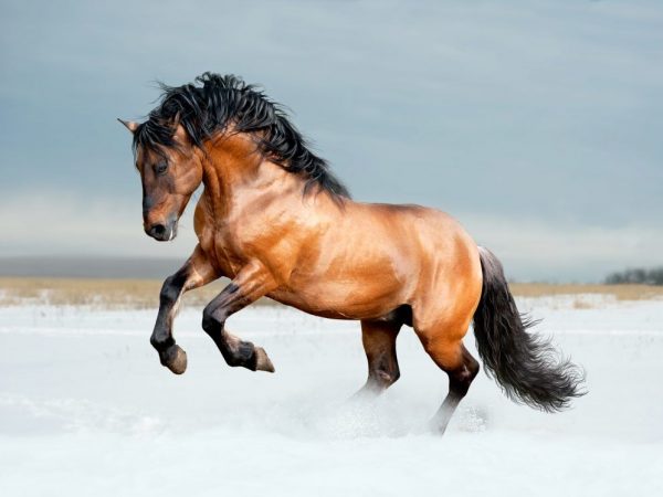 Konské plemeno Lusitano