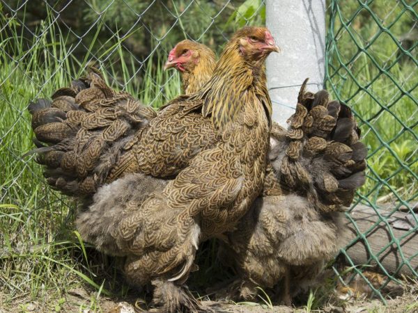 Plemeno kurčiat Brahma