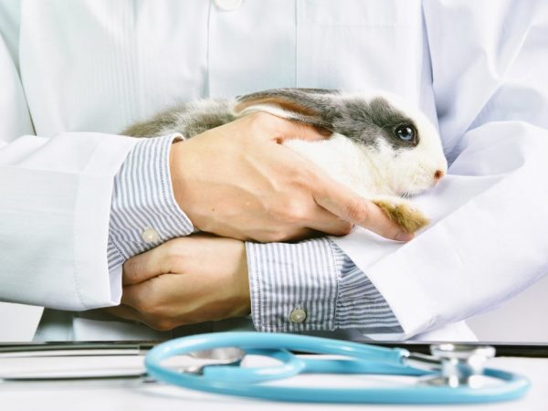 V niektorých prípadoch by ste sa mali obrátiť na svojho veterinárneho lekára