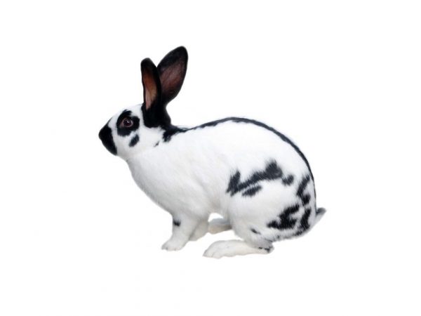 Popis králičieho mŕtvice