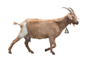 Kozie vemeno