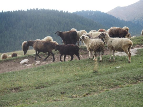 Ovečka Tien Shan