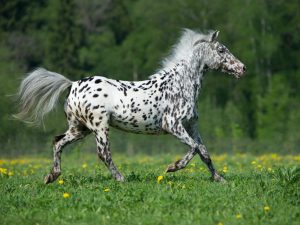 Charakteristika poníka Appaloosa