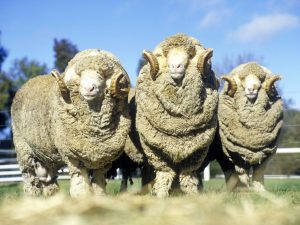 Popis plemena merino