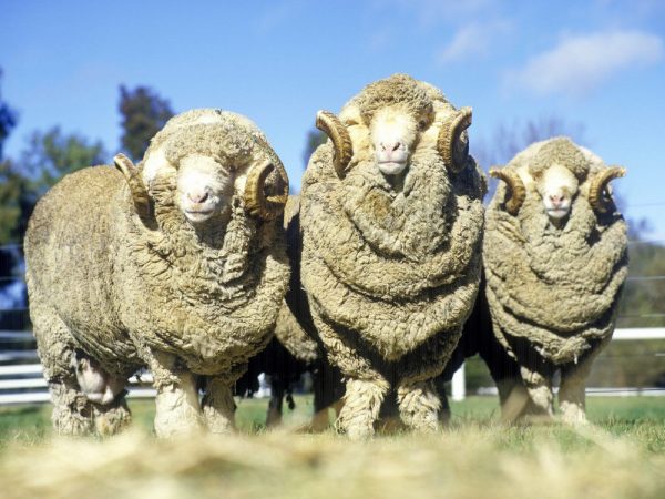Popis plemena merino