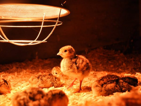 Brooder nie je veľmi ťažké vyrobiť