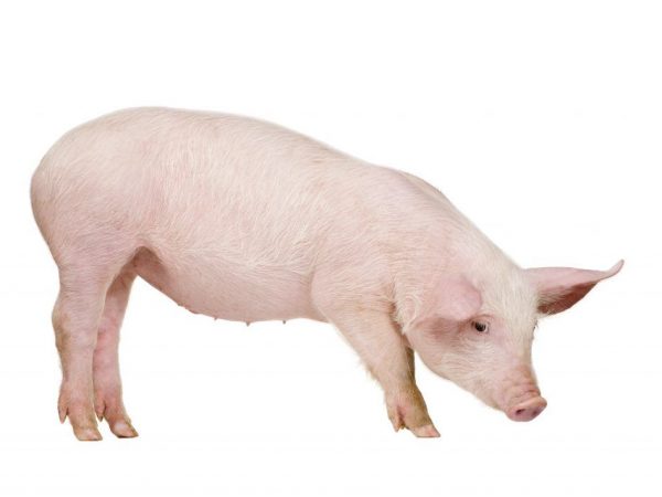 Ako kŕmiť mesačné prasiatka