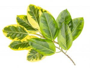 Starostlivosť o elastica ficus