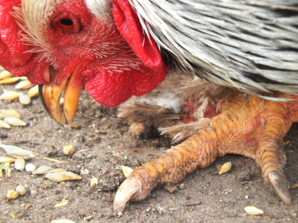 Výživové vlastnosti hamburských kurčiat