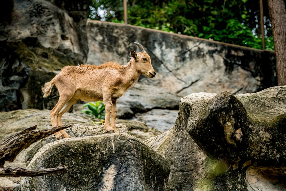 Jahňa Argali