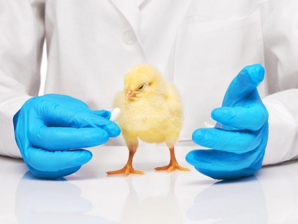 Infekčná bronchitída môže viesť k zníženiu produkcie vajec