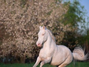 Charakteristika plemena kôň Isabella