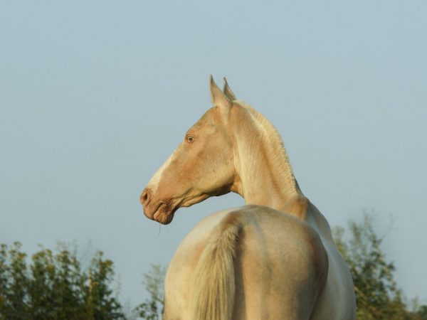 Kôň Isabella