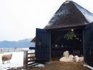 Ovčie pero pre domácich majstrov