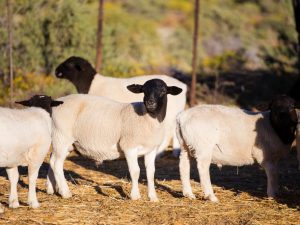 Dorper Sheep