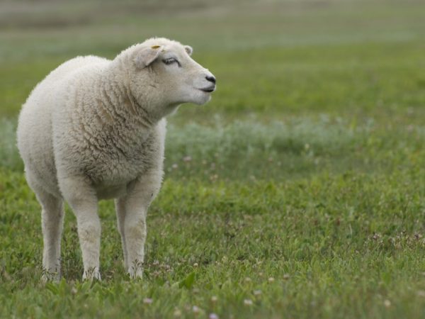 Vlastnosti plemena Texel