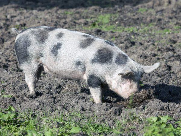 Severokaukazské plemeno ošípaných
