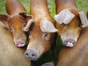 Plemeno ošípaných duroc