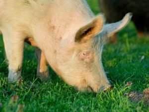 Plemeno Yorkshire pig