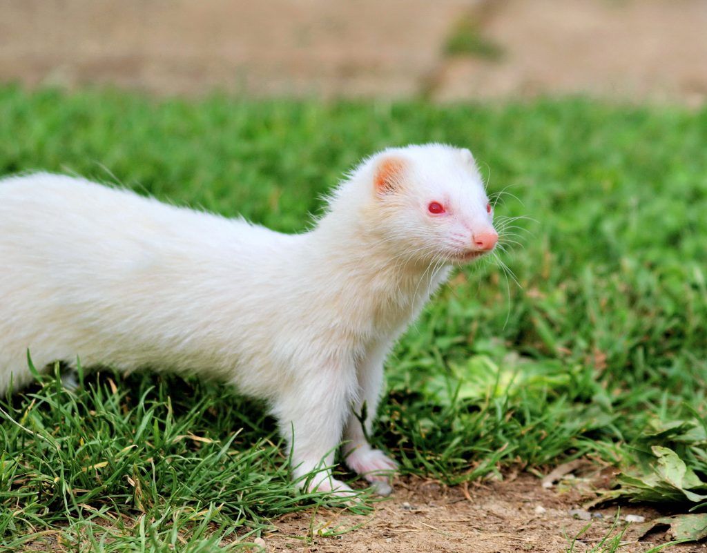 Fretka Albino