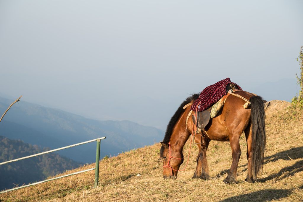 Rocky Mountain Horse je cenený ako vozidlo