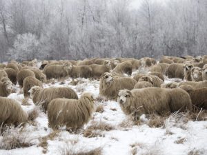 Starostlivosť o zimné ovce
