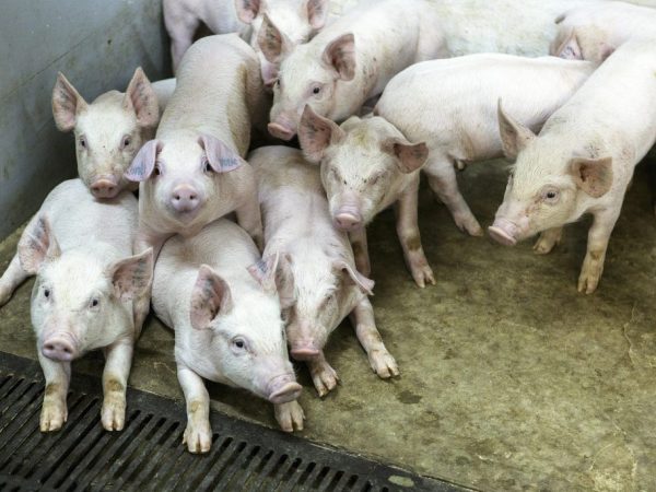 Farmár musí zvieratám zabezpečiť dobré životné podmienky