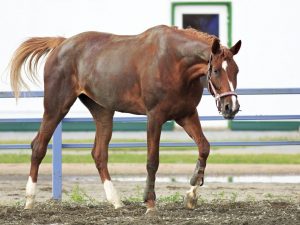 Charakteristika trakehnerského plemena koní
