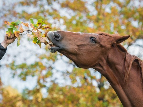 Exteriér trakehnerského plemena koní