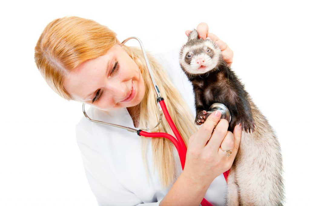 Pre výber vitamínov potrebujete konzultáciu s veterinárnym lekárom