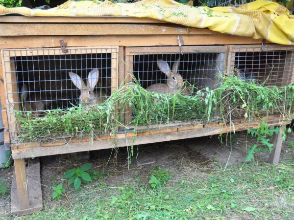 Farmári uprednostňujú drevené obydlia pre králiky