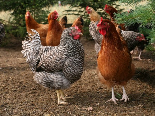Kurčatá sa vyznačujú neobvyklým operením