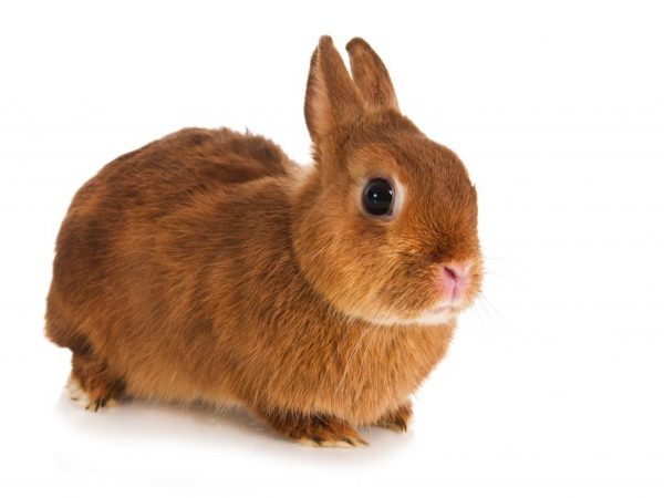 Miniatúrny Rex