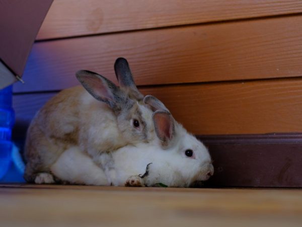 Gamavit sa používa na zníženie agresie a zvýšenie aktivity spermií