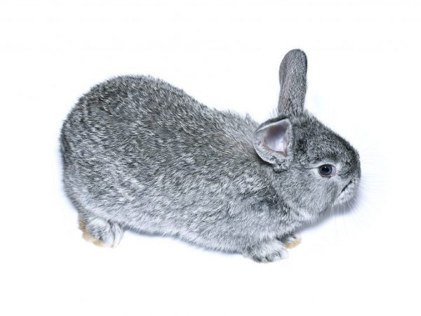 Charakteristické vlastnosti činčily