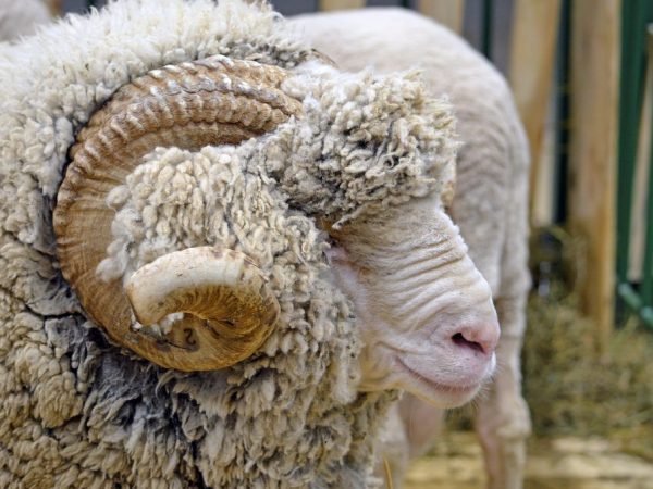 Sovietske merino
