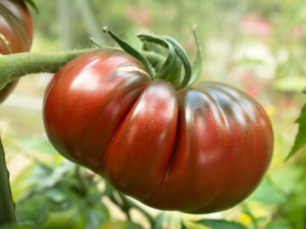 Popis paradajok Čierny ananás